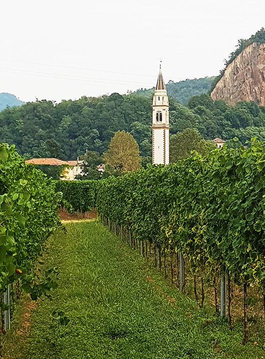 LA FABIANA SOCIETA' AGRICOLA SEMPLICE — foto 3