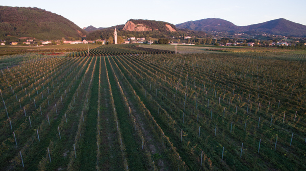 LA FABIANA SOCIETA' AGRICOLA SEMPLICE — foto 2