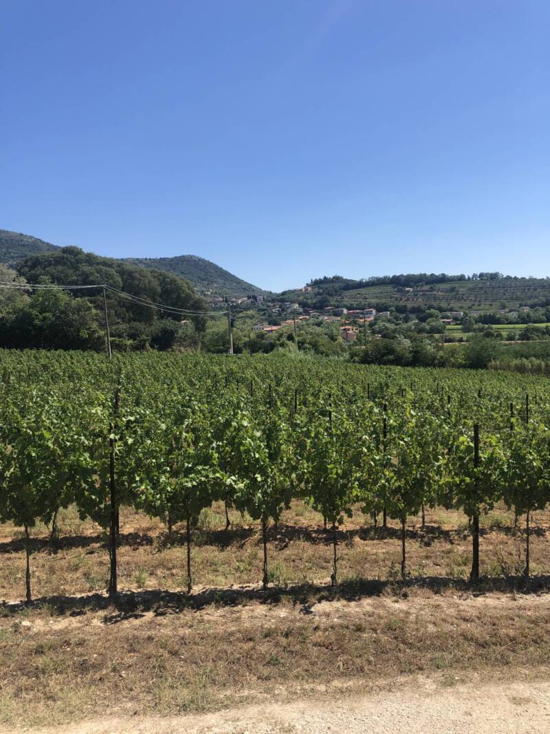 LA FABIANA SOCIETA' AGRICOLA SEMPLICE — foto 6